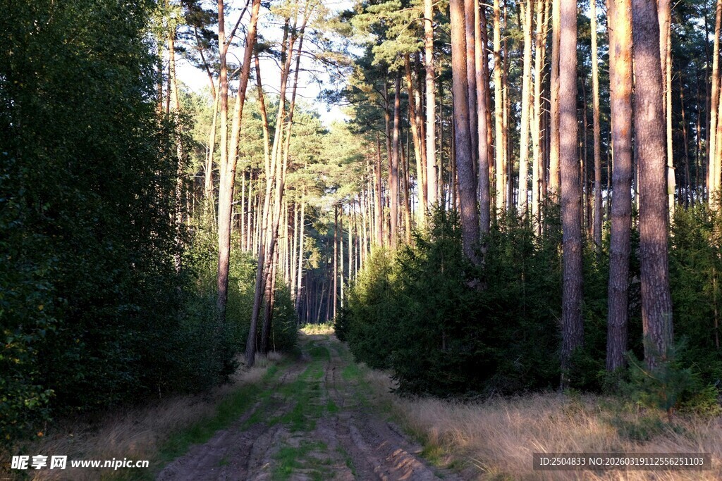 林间小径 静谧森林风光