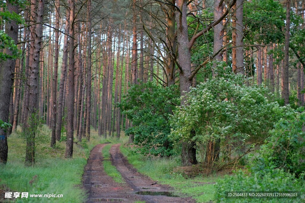 林间小道 漫步自然之境