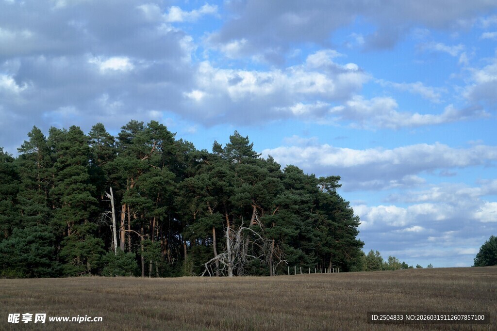 田野边的茂密松林