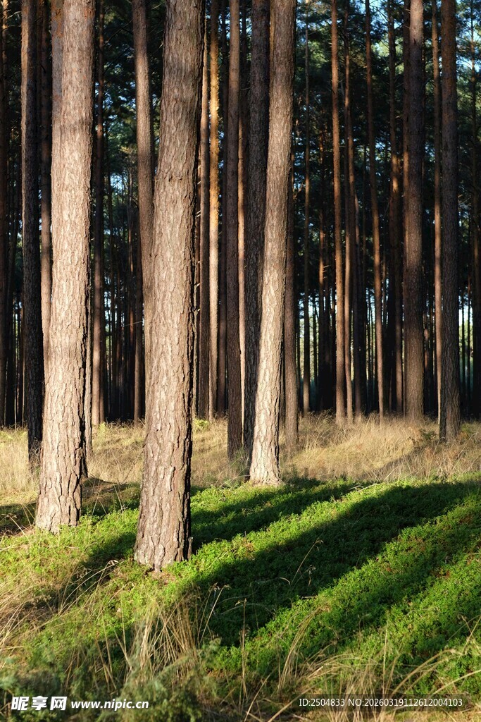 阳光洒落的静谧松树林