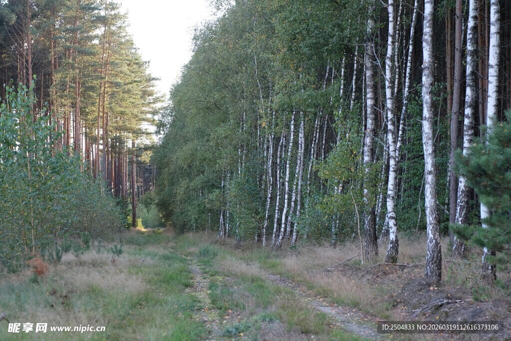 林间小道穿行于白桦林中