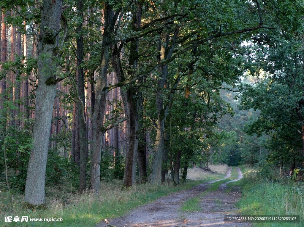 林间小道 静谧自然景观