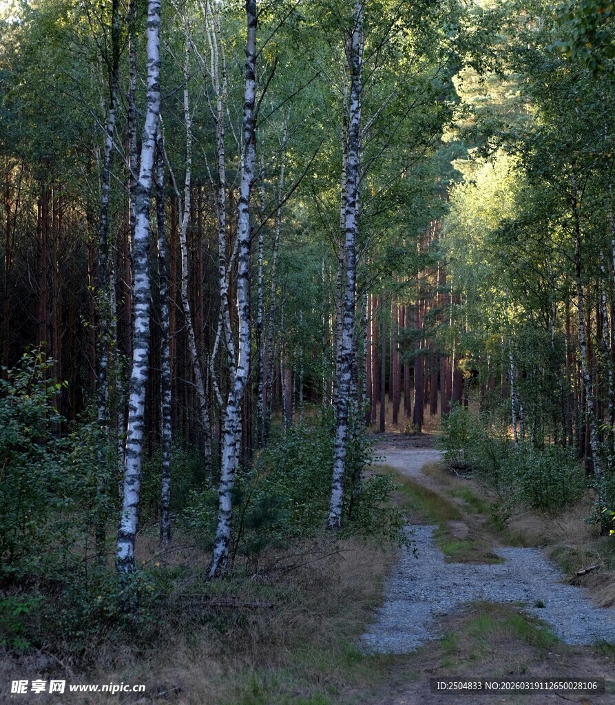 林间小道 阳光洒落桦树林