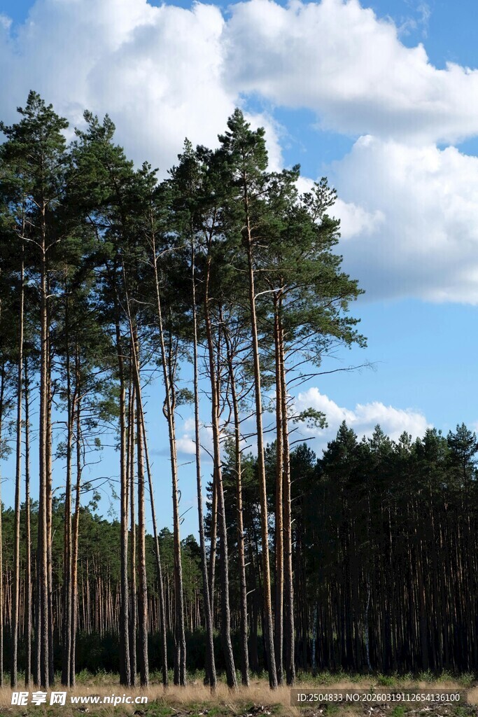 蓝天白云下的挺拔松树林