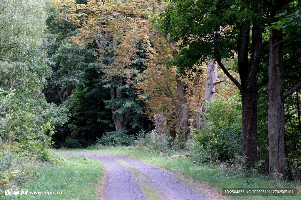 林间幽径 秋日自然美景