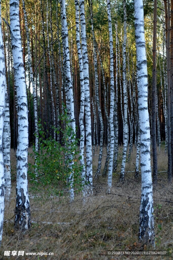 白桦林美景