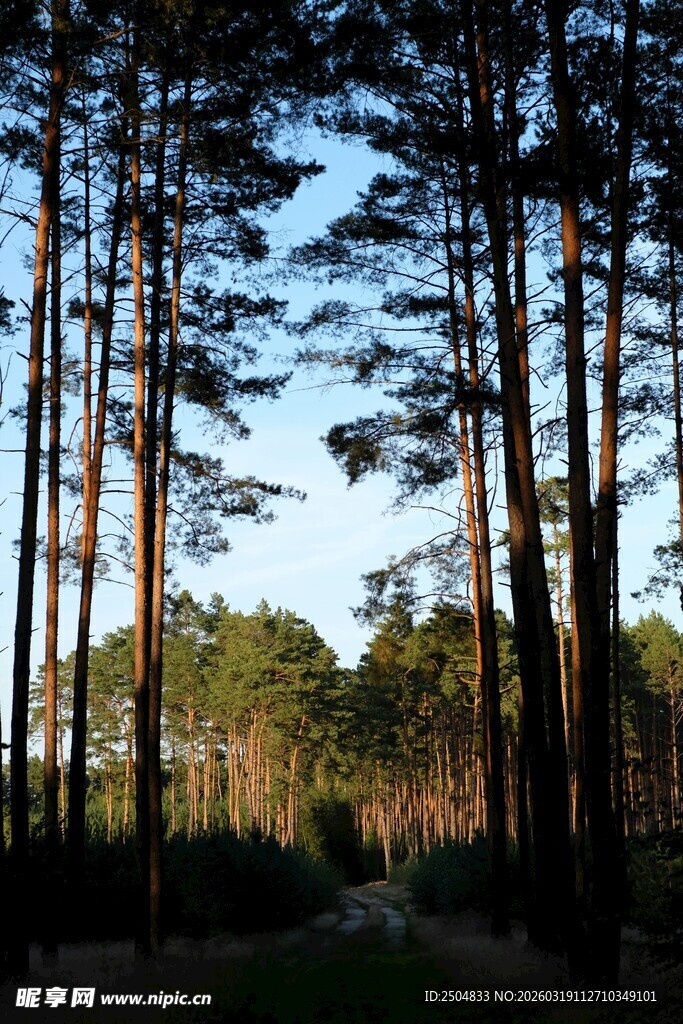 林间小道 静谧的松林风光