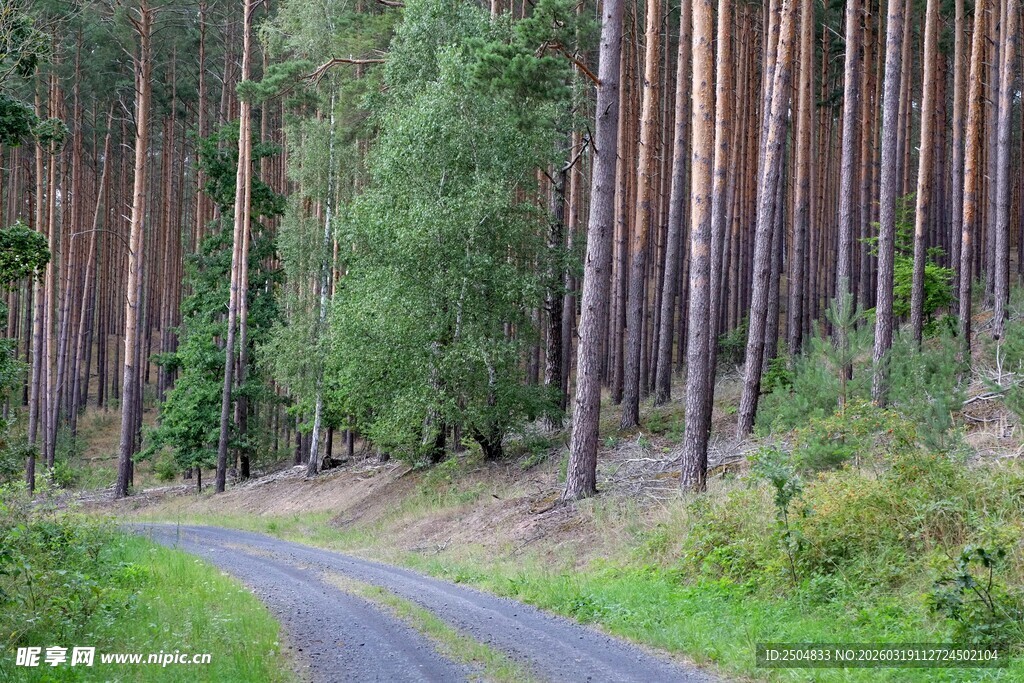 林间蜿蜒小路 绿意盎然