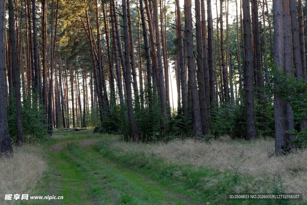 林间小道 静谧森林风光