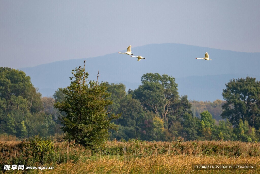 田野上空飞鸟与远山景色