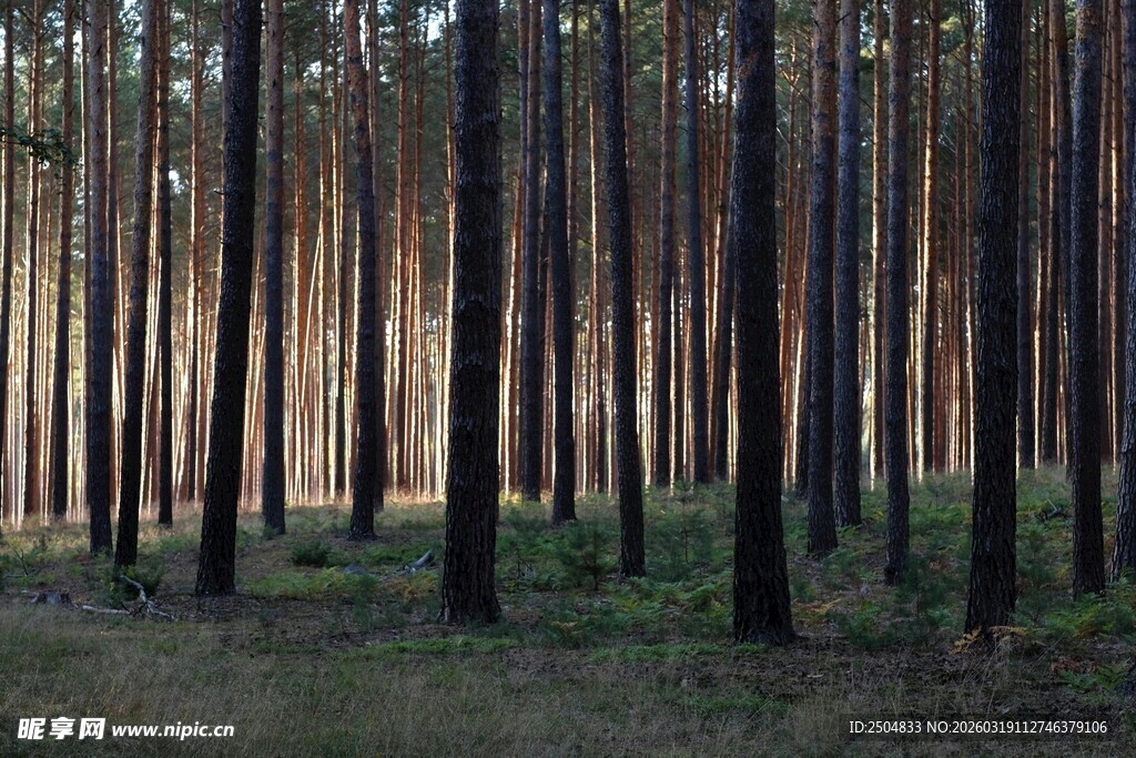 静谧森林中的挺拔树木