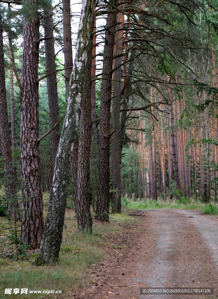 林间小道 静谧的松林风光