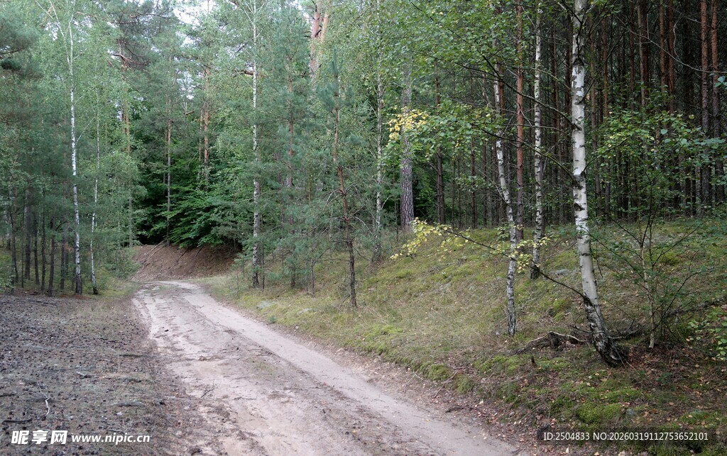 林间土路 静谧森林景致