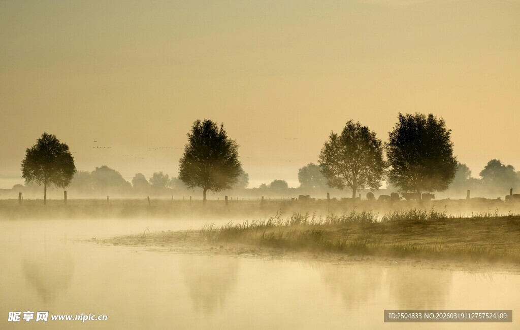 晨雾中的静谧树林