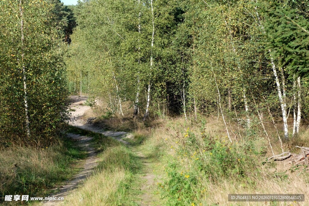 林间小径 绿意盎然的自然路