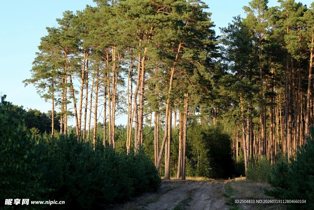 林间小道 静谧松树林