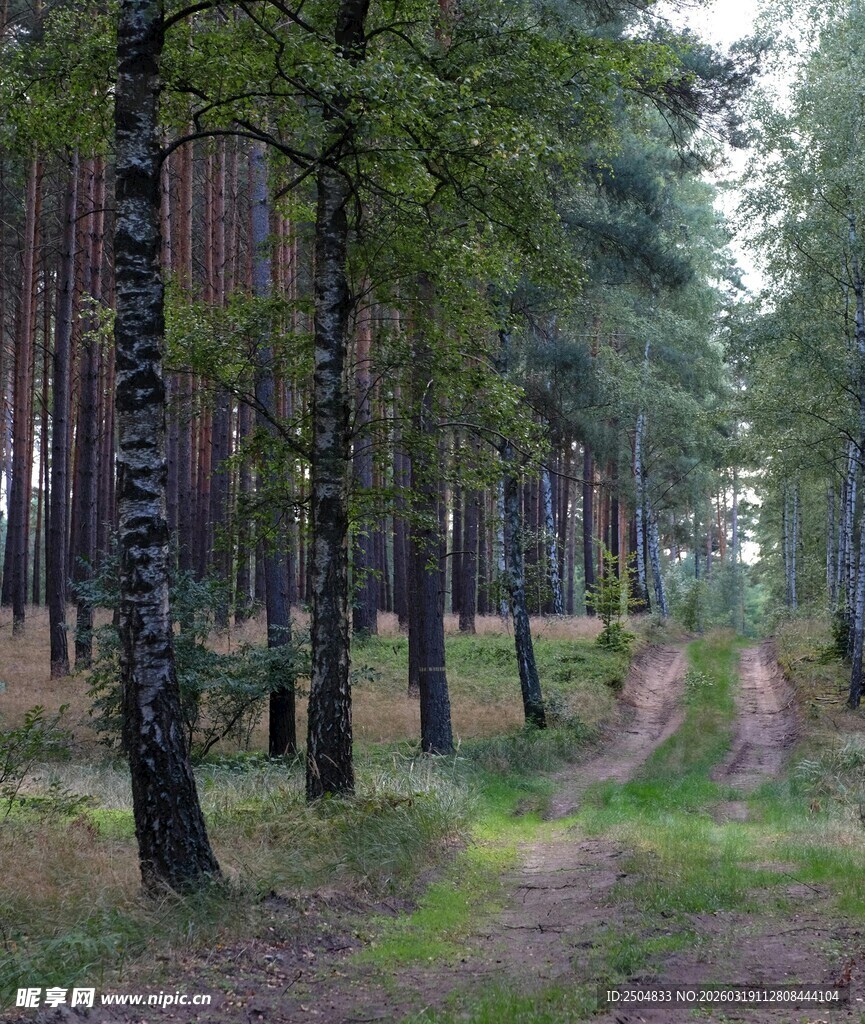 林间小径 静谧森林风光