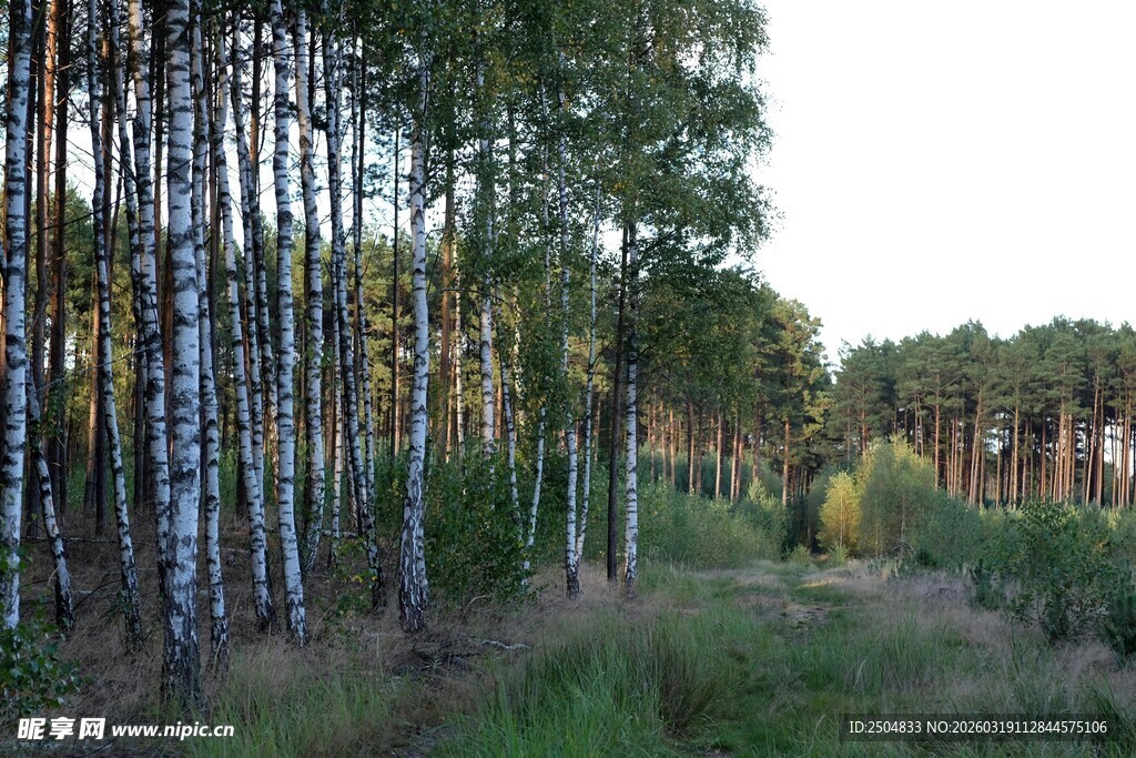 白桦林风景