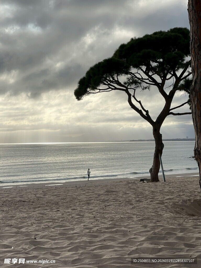 海边孤树与朦胧天际