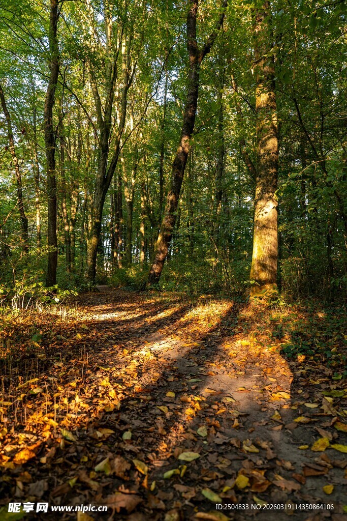 秋日林间光影斑驳小径