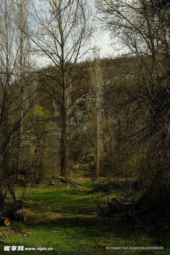 林间草地风景