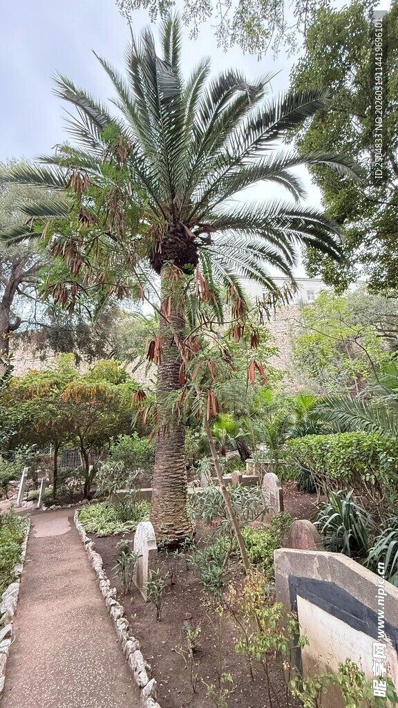 花园中的棕榈树景观