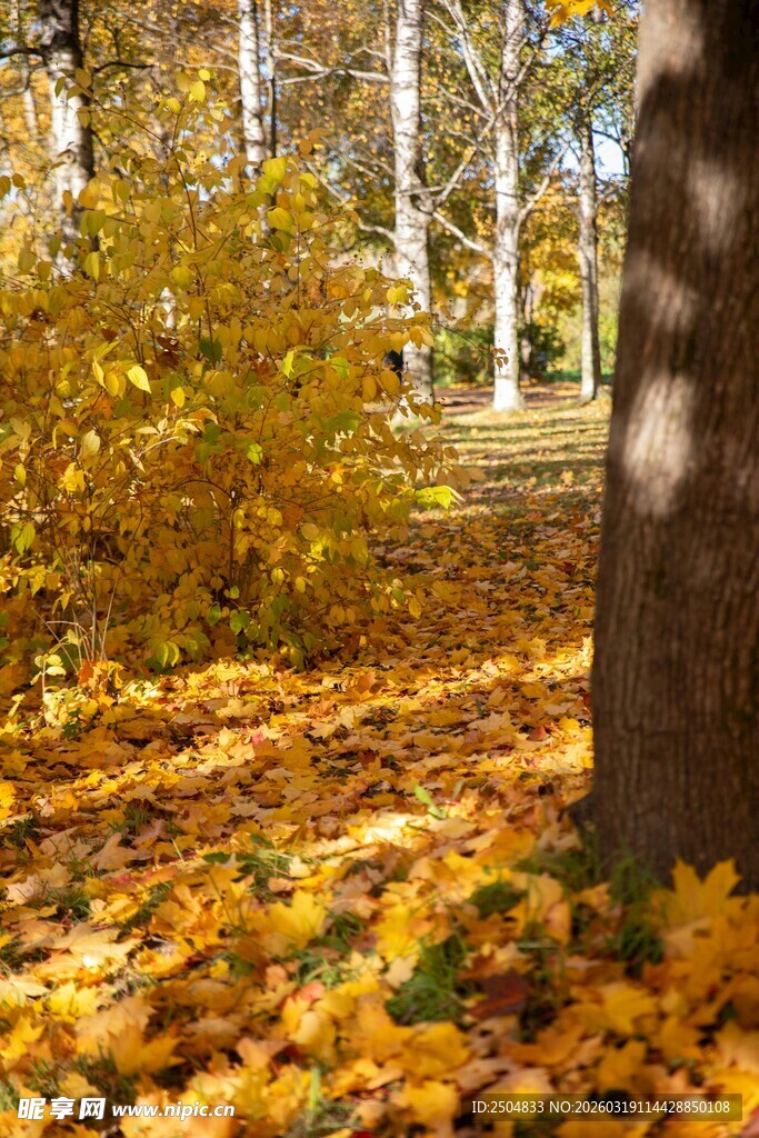 秋日树下金黄落叶美景