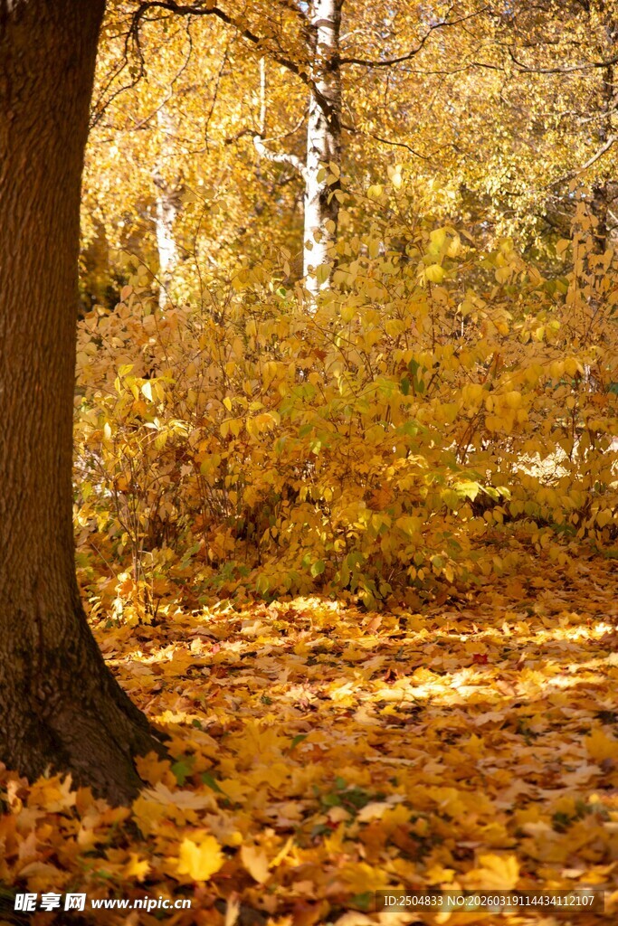 秋日树林落叶景致