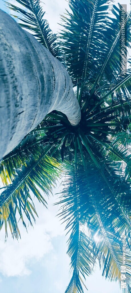 仰视下的翠绿棕榈树冠