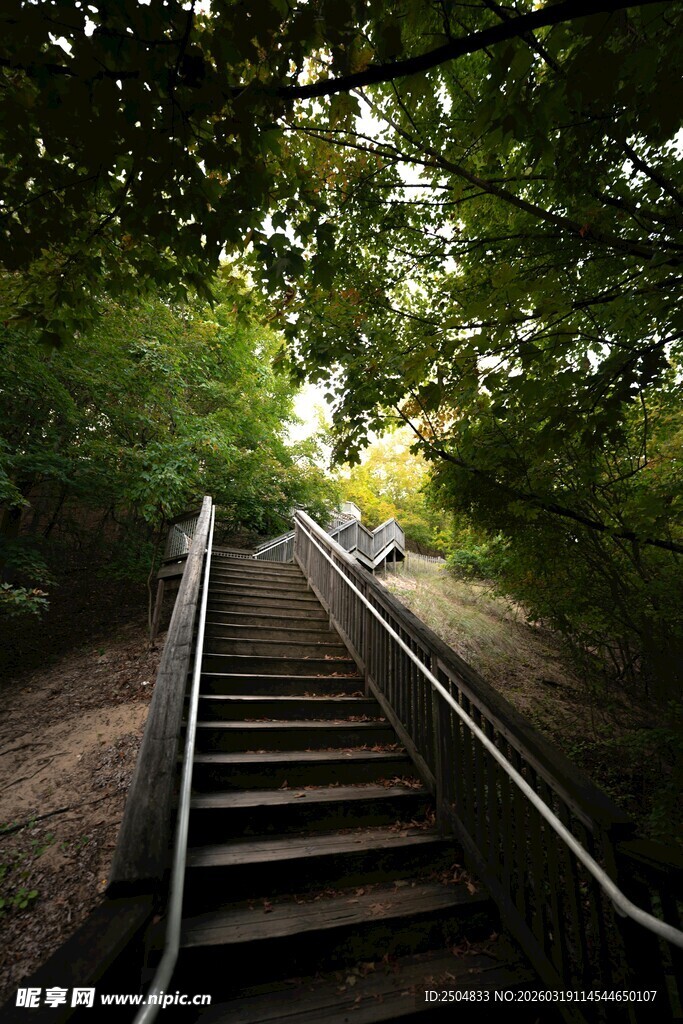 林间阶梯 通往光明之处