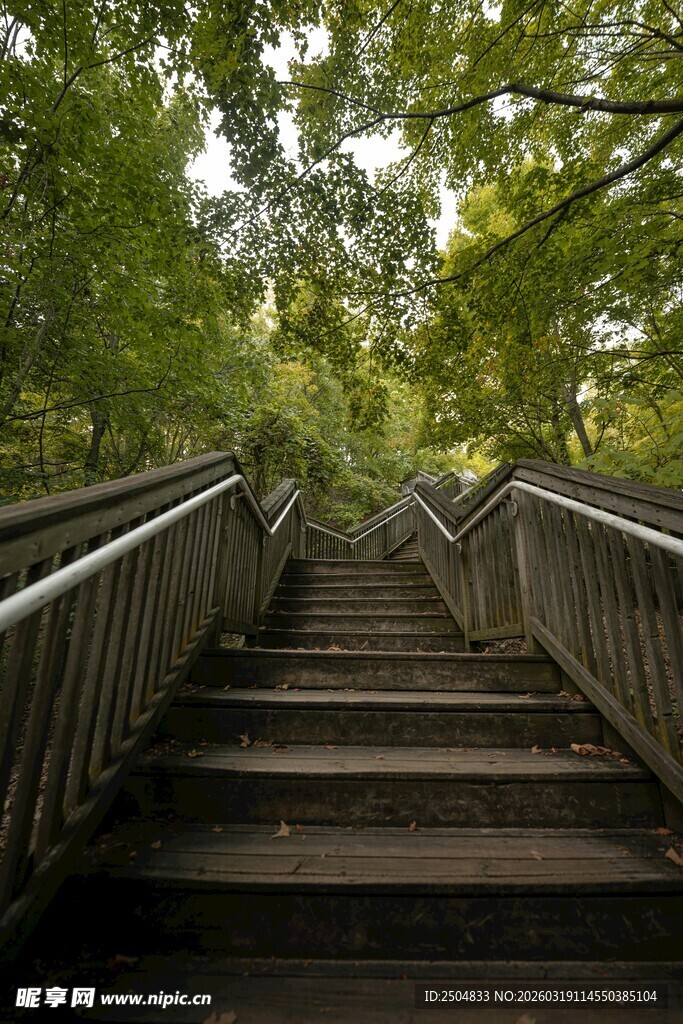 林间石阶 通往自然深处