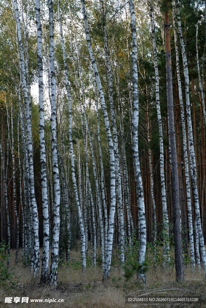 白桦林风景