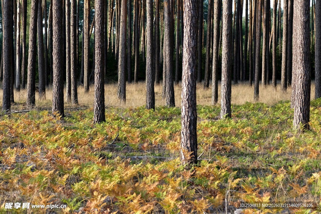 秋日松林中的斑斓景致