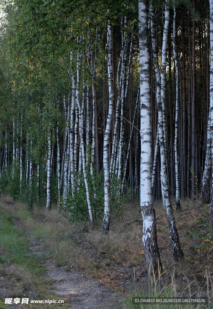 林间小道旁的白桦树林