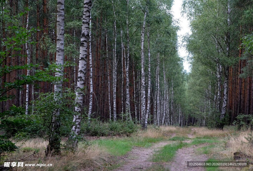 林间小道 白桦树的静谧世界