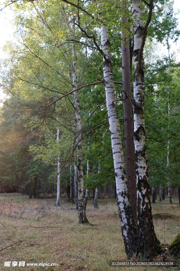 阳光照耀下的白桦林景观