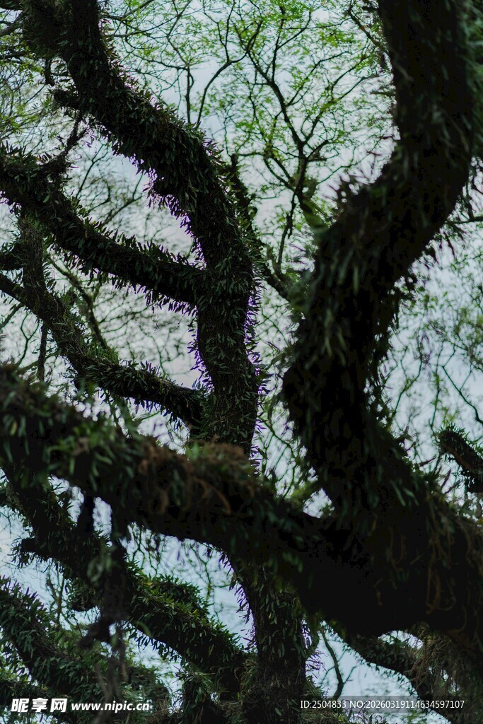 繁茂大树的虬曲枝干