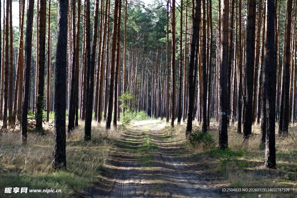 林间小道 静谧的松林风光