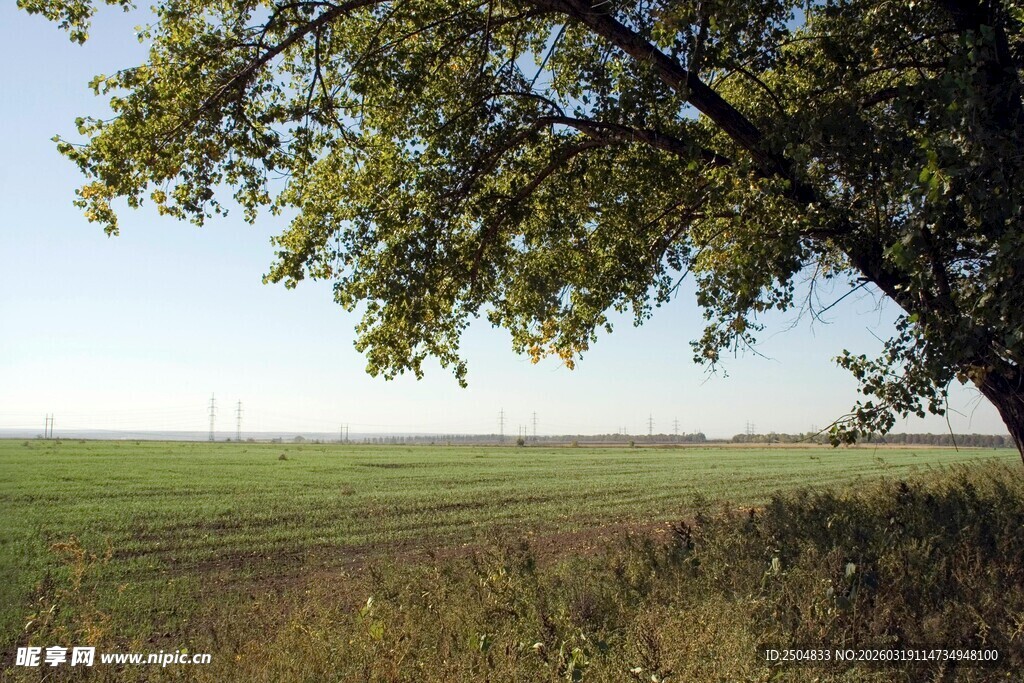 田野旁的大树