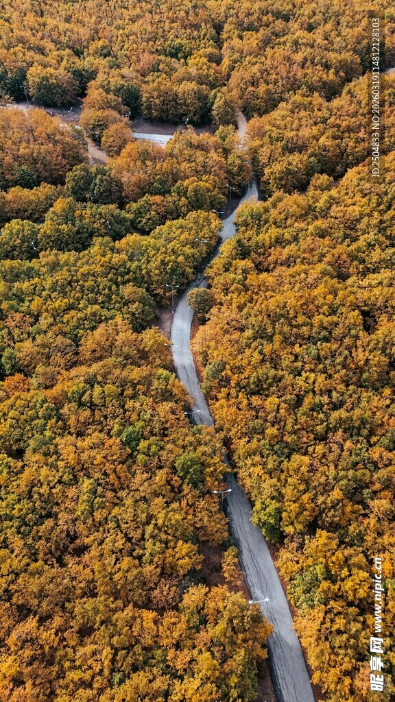 秋日蜿蜒穿行林间公路