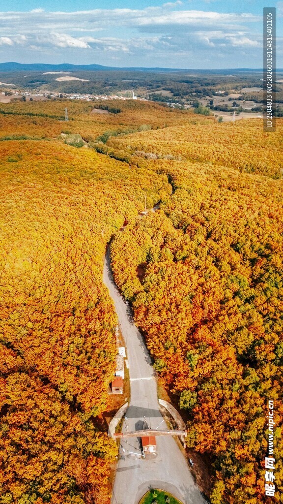 秋日金黄田野中的蜿蜒小路