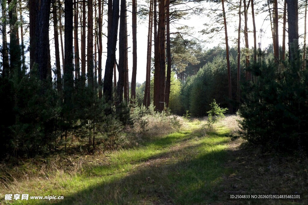 林间小径 阳光洒落的静谧处