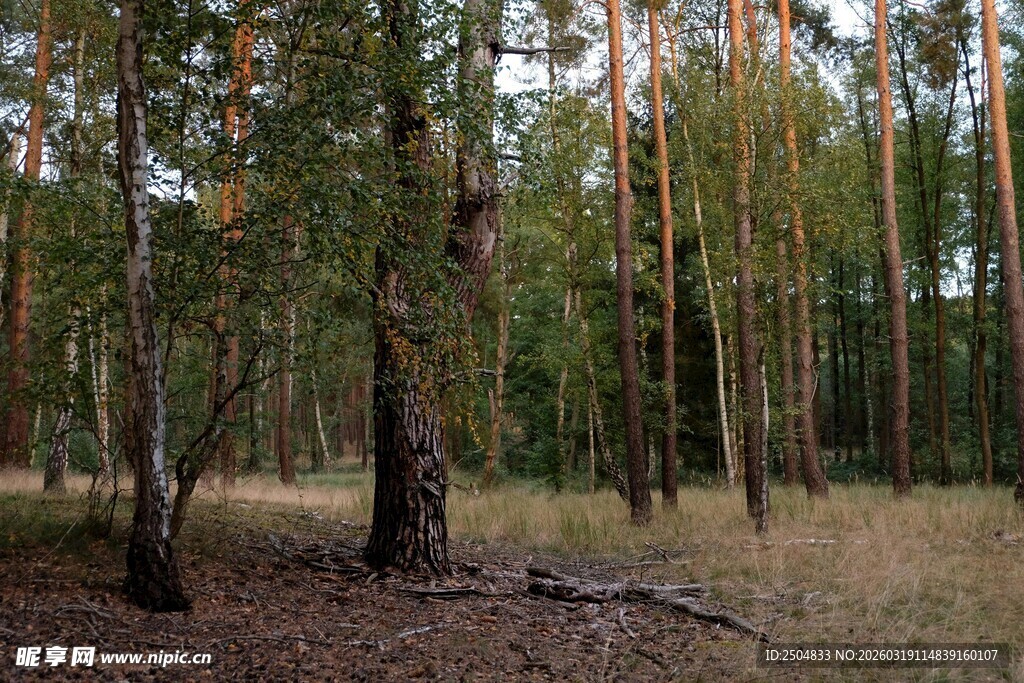 秋日森林中的挺拔树木