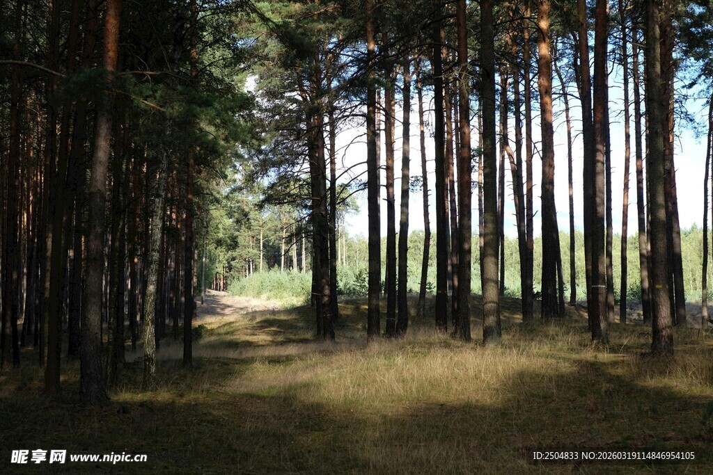 阳光洒落的静谧松树林