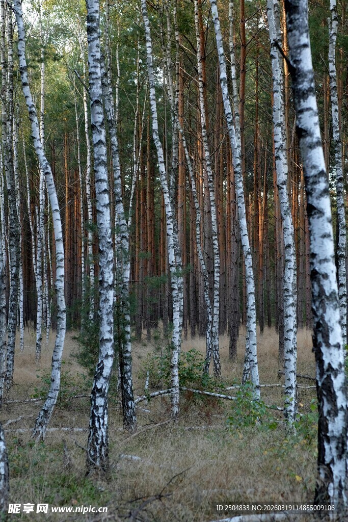 白桦林风景