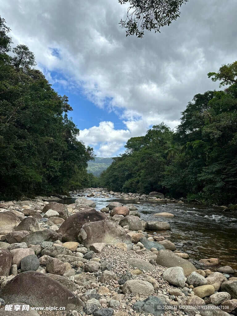 山间溪流旁的繁茂树林