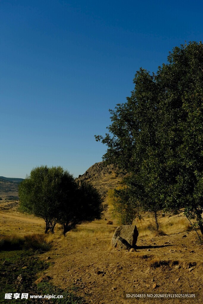 乡村旷野中的树木与蓝天
