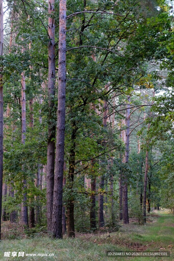 茂密森林中的高大树木