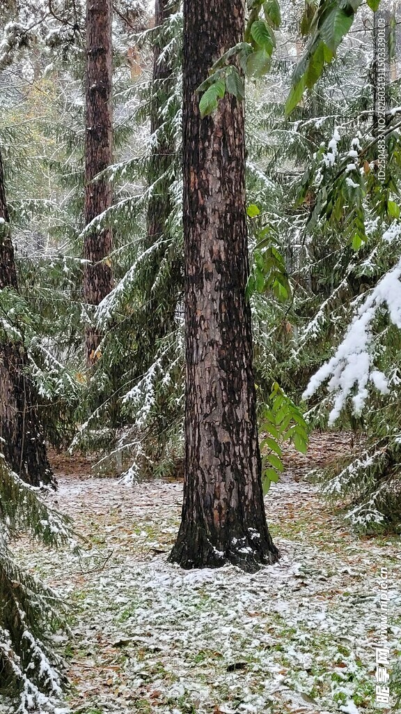 雪覆森林中的高大树木