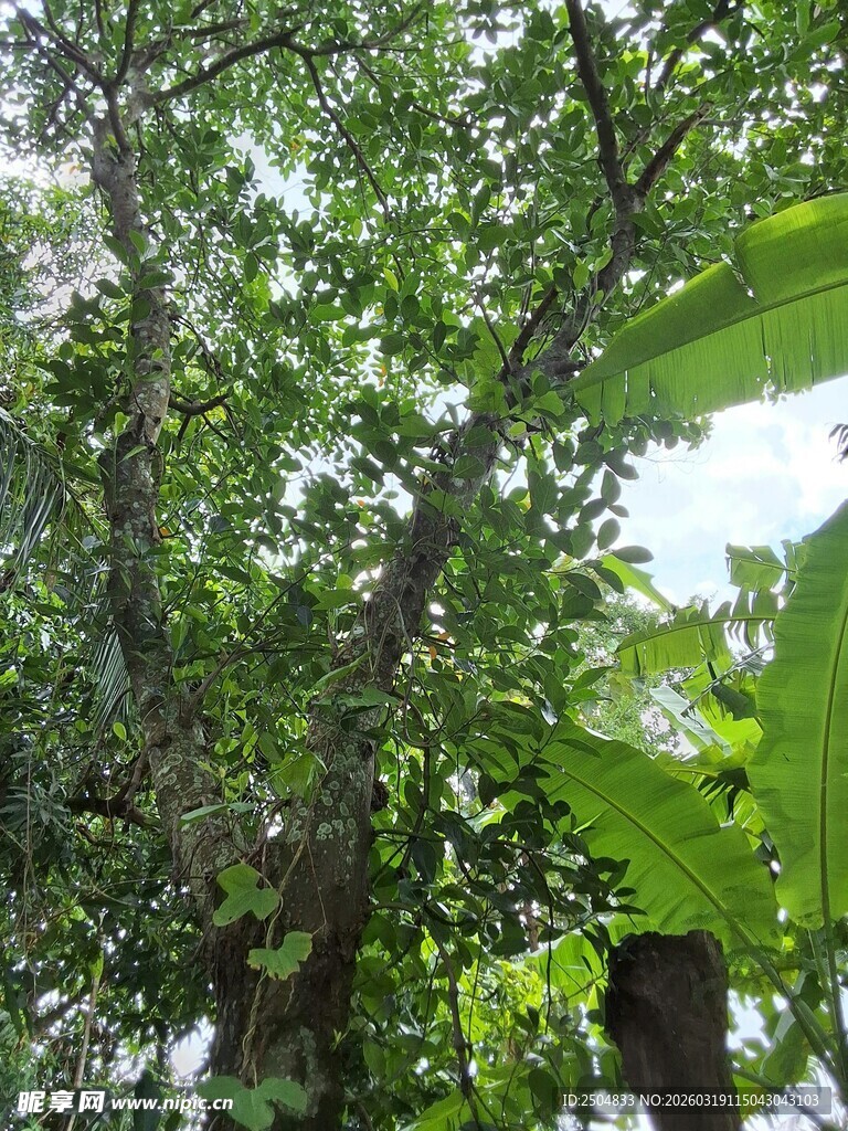 繁茂绿树 展现自然生机